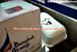 How to travel with dog as checked-in baggage (AVIH) on the plane