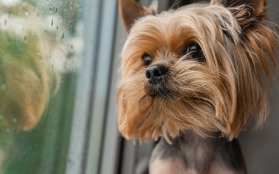 5 โรคร้ายในสุนัขที่มากับฝน หน้าฝนทีไรควรระวัง น้องหมาป่วยควรดูแลอย่างไร