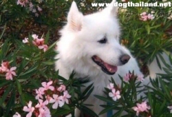 หมาน่ารัก อย่าปล่อยสุนัขให้อยู่กับดอกไม้เด็ดขาด ผลที่ตามมา จะเป็นแบบนี้